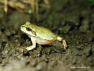 Japanese Tree Frog